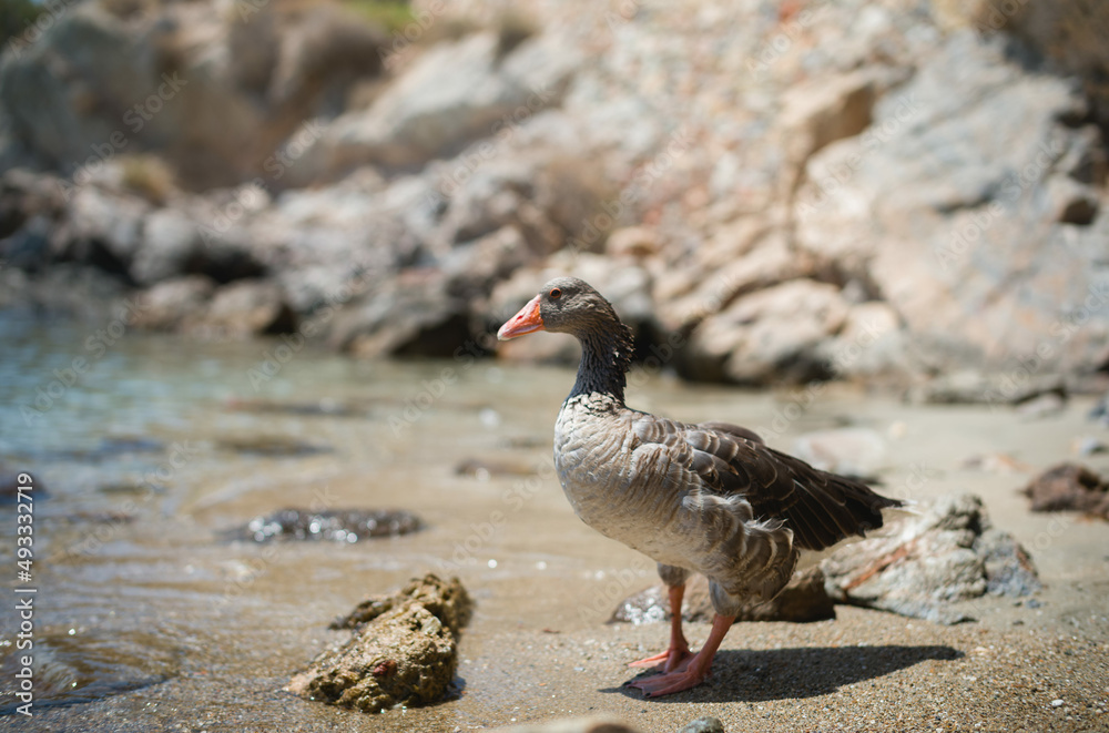 wild goose on syros beach in greece wild goose on syros beach in greece