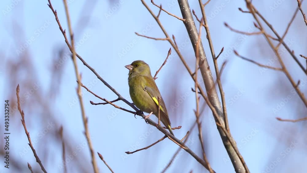 A greenfinch (Chloris chloris) sitting on a branch A greenfinch (Chloris chloris) sitting on a branch