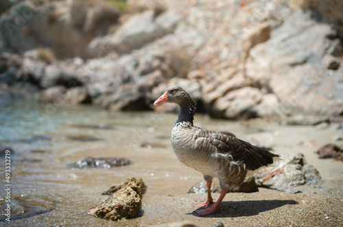 wild goose on syros beach in greece