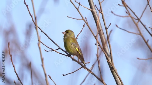 A greenfinch (Chloris chloris) sitting on a branch