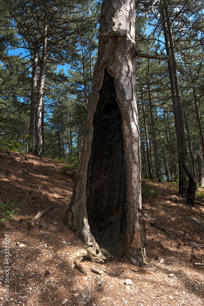 Closeup pine trunk with burnt hollow in forest  of nature reserve on Ai-Petri mountain slope, Crimea, Russia.