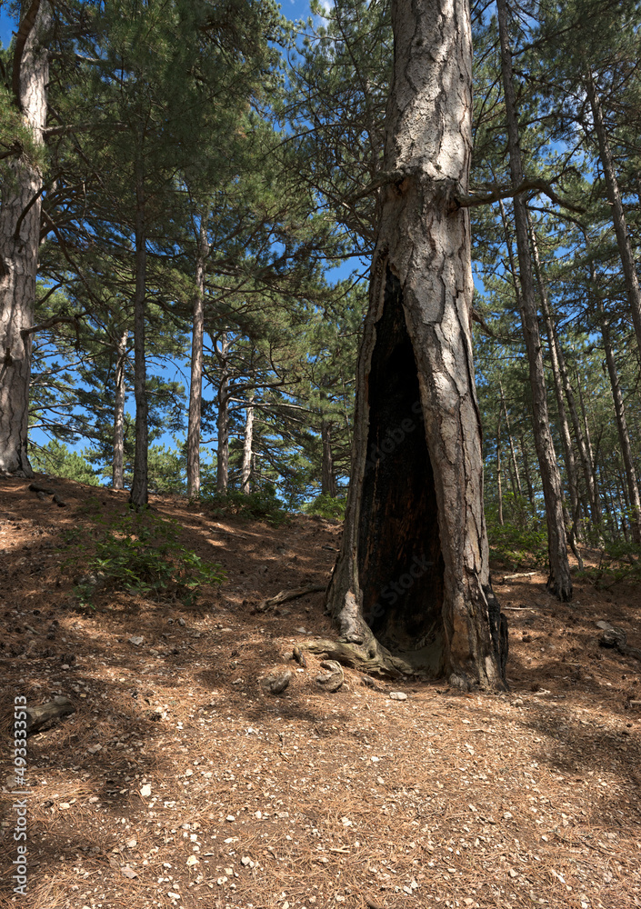 Closeup pine trunk with burnt hollow in forest of nature reserve on Ai-Petri mountain slope, Crimea, Russia. Closeup pine trunk with burnt hollow in forest of nature reserve on Ai-Petri mountain slope, Crimea, Russia.