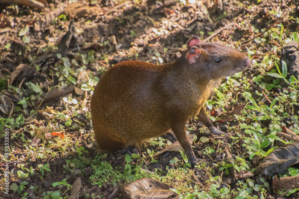 Central American agouti in Costa Rica. Central American agouti in Costa Rica.