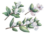 Snowberry branches set of watercolor illustration isolated on white background
