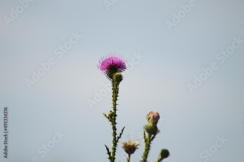 Spiny plumeless thistle flower closeup view with blue sky on background