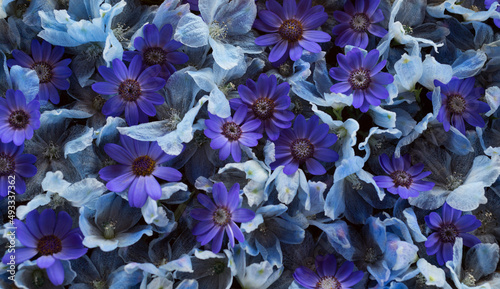 Composition of purple and blue flowers