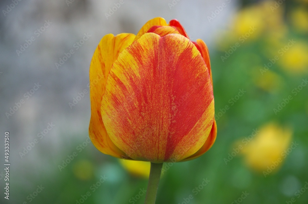 Fototapeta premium schöne Tulpe in orange gelb