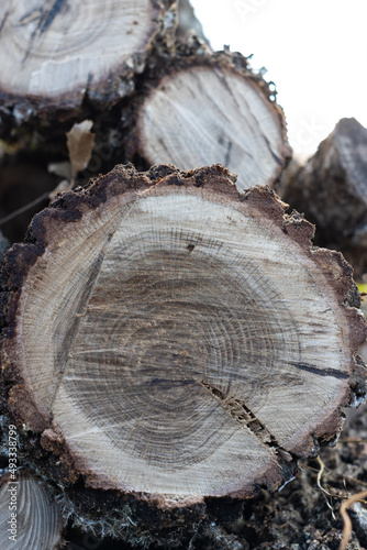 Vertical close-up of cut wood logs prepared for firewood