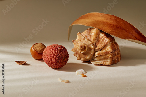 Still life with a seashell, lychee, hazelnut  photo