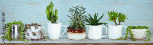 upcycle  reuse  recycled  repurposed kitchen pots and mugs for succulents and house plants  quirky alternative to plastic pots  sustainable garden concept