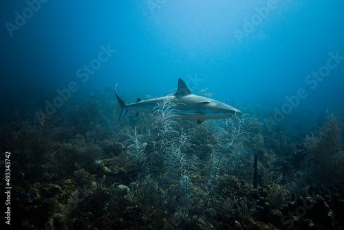 shark bait hoo ha ha photo