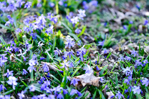 Sibirischer Blaustern in Lindener Berg.Hannover,Deutschland. photo