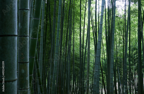 Closeup quiet bamboo forest photo