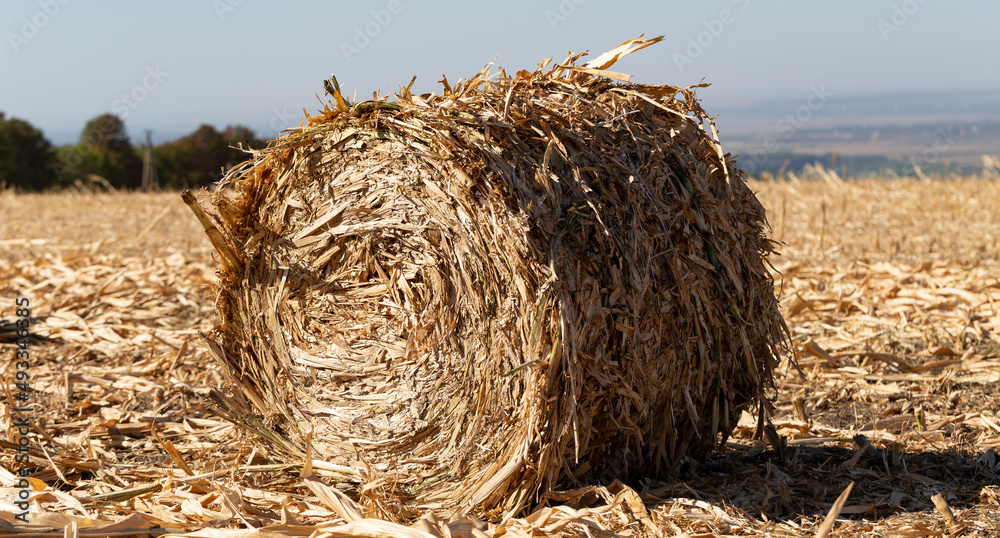 Harvesting. Round bales made from corn stalks. Agriculture in the steppe. Harvesting. Round bales made from corn stalks. Agriculture in the steppe.