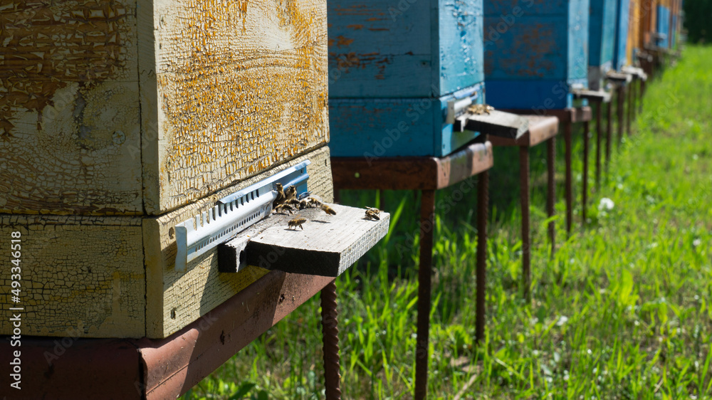 Rural apiary and honey production. Bee hive. A swarm of bees in a beehive in an apiary. Rural apiary and honey production. Bee hive. A swarm of bees in a beehive in an apiary.