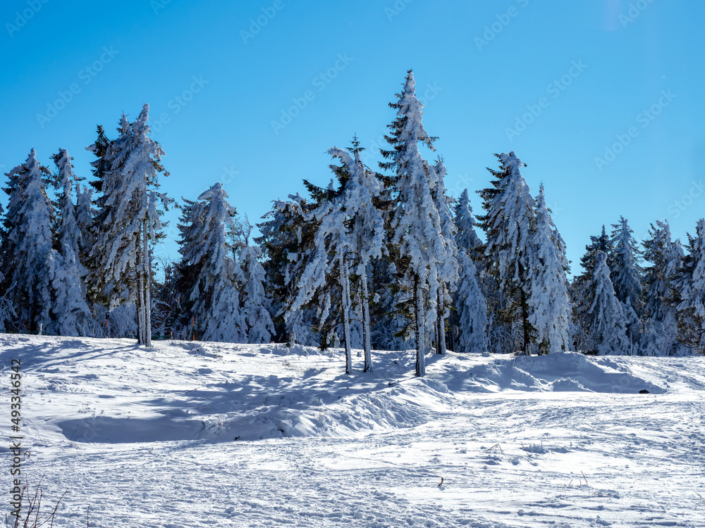 Huge Christmas trees under a thick layer of snow against a clear blue sky Huge Christmas trees under a thick layer of snow against a clear blue sky