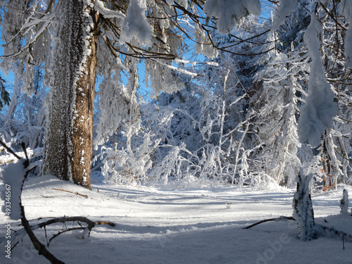 Delightful snow-covered forest on a sunny winter day.