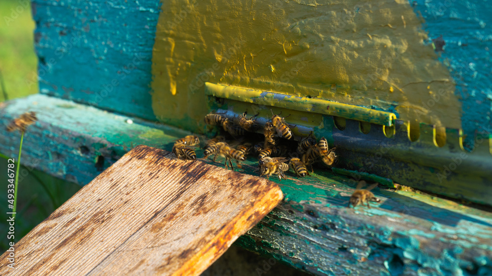 Rural apiary and honey production. Bee hive. A swarm of bees in a beehive in an apiary. Rural apiary and honey production. Bee hive. A swarm of bees in a beehive in an apiary.