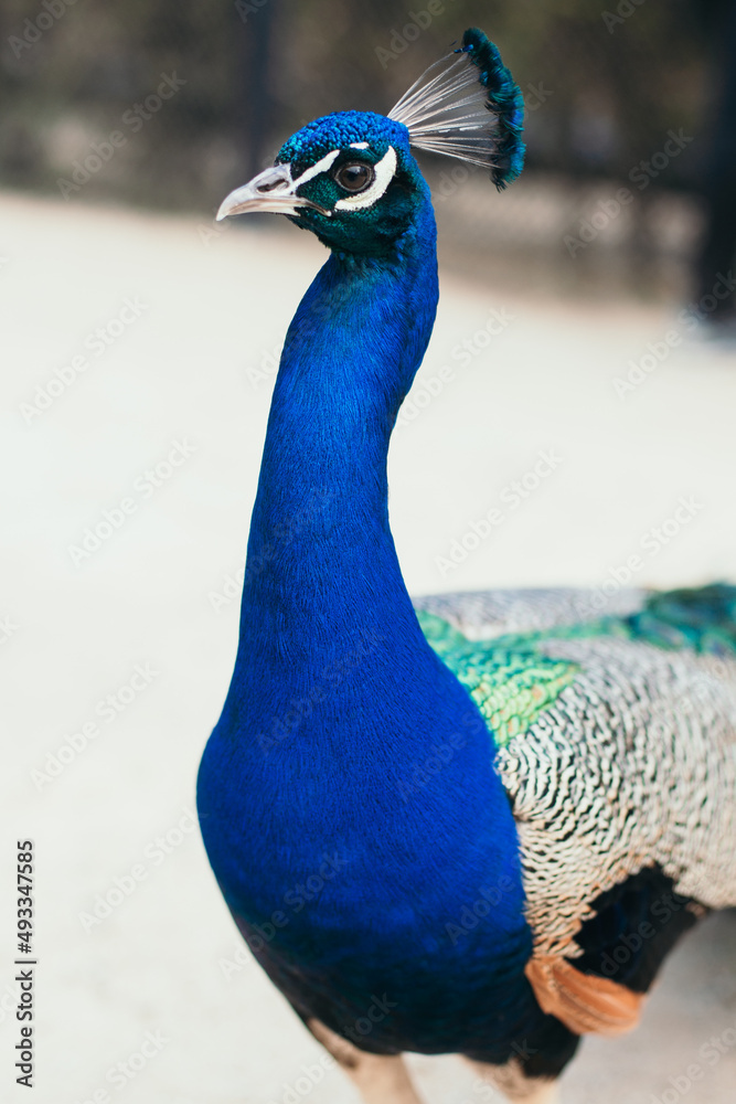 Fototapeta premium Beautiful young peacock