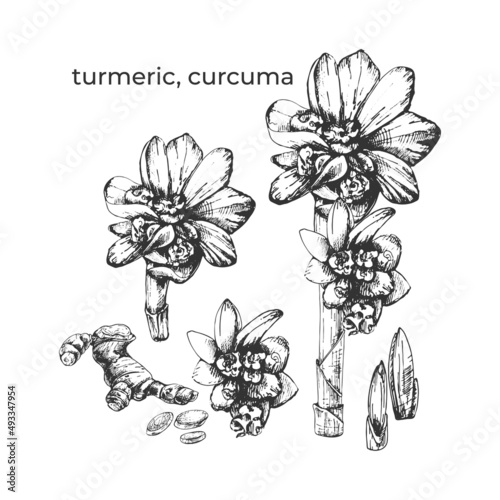 Fototapeta Naklejka Na Ścianę i Meble -  615_turmeric, curcuma turmeric plant, flower, stem, root, graphic botanical illustration isolated on white background