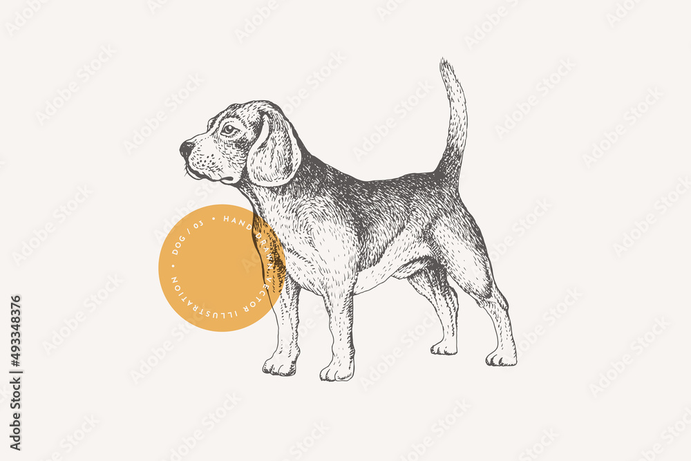 Hand-draw of a Beagle breed dog on a light isolated background. A hunting dog in engraving style. Home pet. Vector retro illustration.