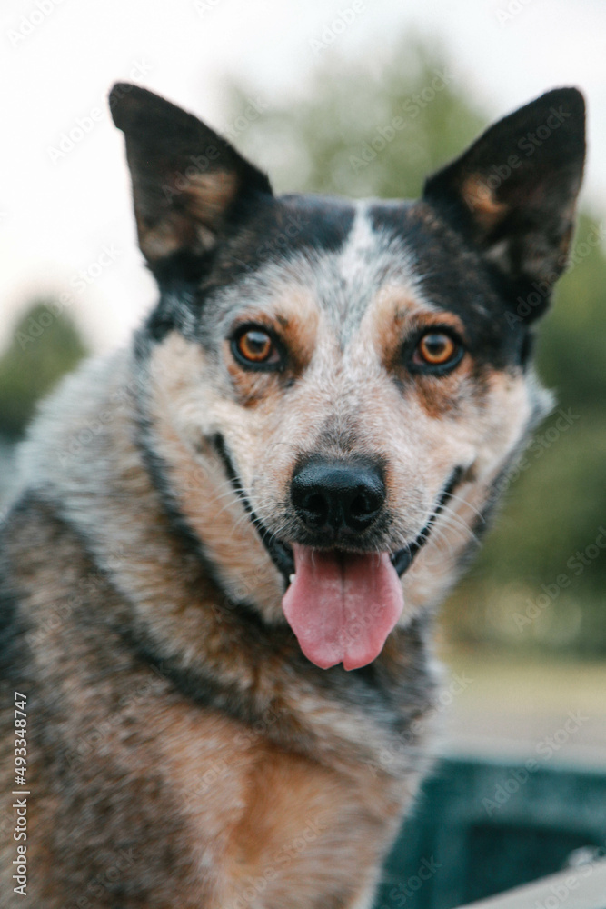 heeler cow dog in back of pickup