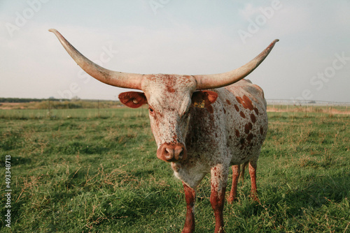 single longhorn cow looking at camera photo