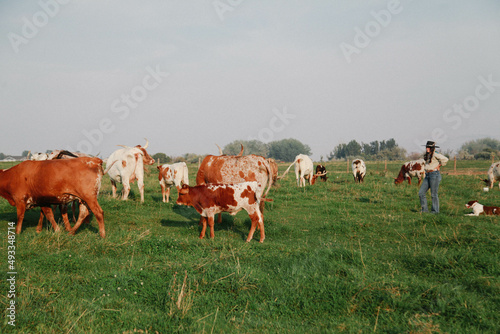 ranch woman and dogs in pasture with caws photo