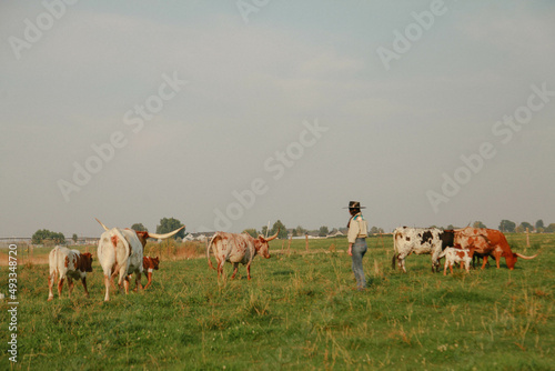 woman rancher standing in pasture with herd of cows photo
