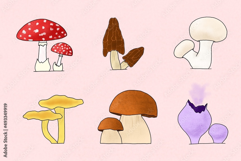 Assorted mushrooms illustration Assorted mushrooms illustration