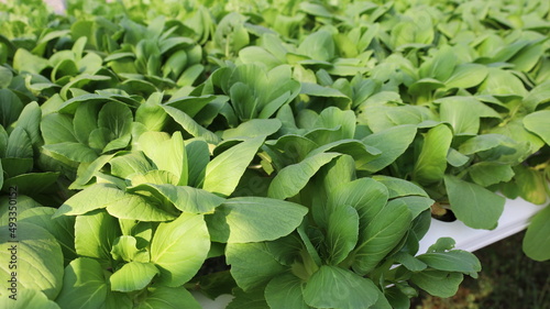 Wallpaper Mural Hydroponic green vegetables. Organic vegetables in a closed greenhouse with natural light. Selective focus Torontodigital.ca