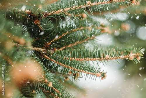 close-up christmas pine tree with snow and bokeh background