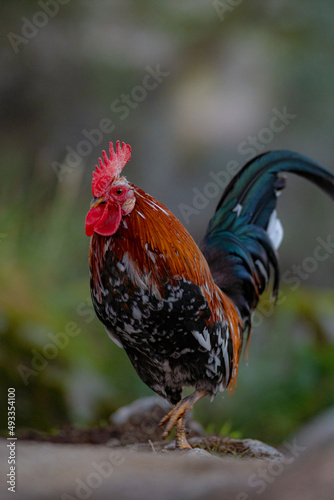 A rooster with a golden mane