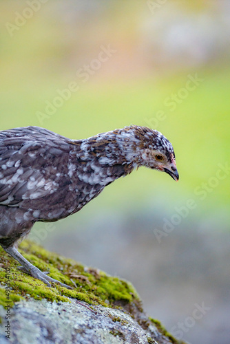 Close-up of egg-laying hen