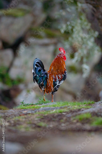 A rooster with a golden mane
