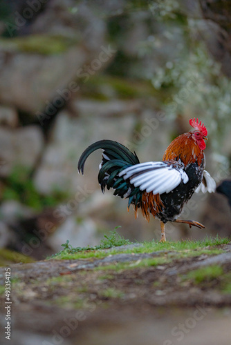 A rooster with a golden mane