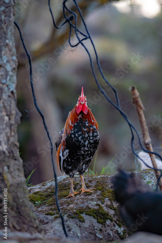 A rooster with a golden mane