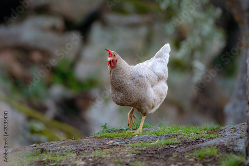 Close-up of egg-laying hen
