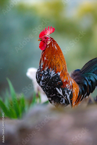A rooster with a golden mane
