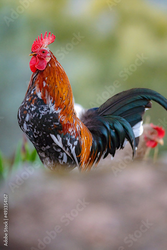 A rooster with a golden mane