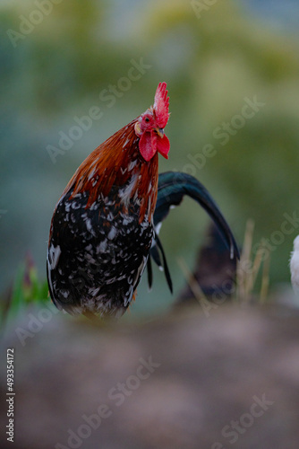 A rooster with a golden mane
