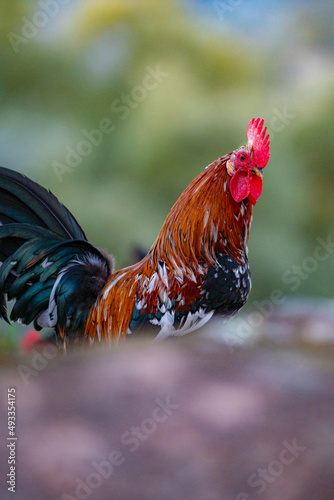 A rooster with a golden mane