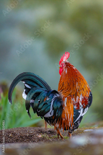 A rooster with a golden mane