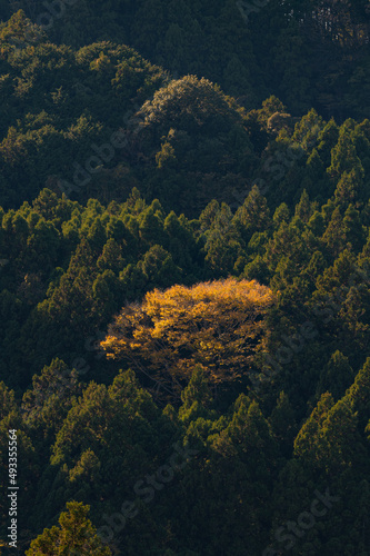Lone Yellow Autumn Tree In Chiba Prefecture