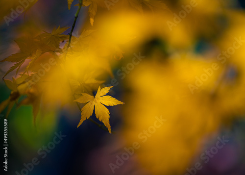 Colorful Japanese Maple Leaves photo