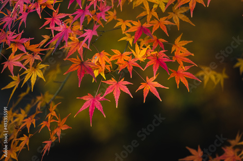 Vibrant Orange Japanese Maples photo