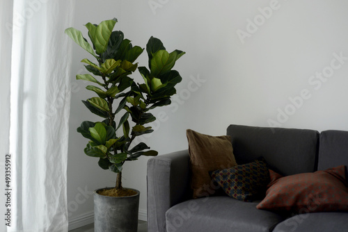 Close up of fresh home decor plant