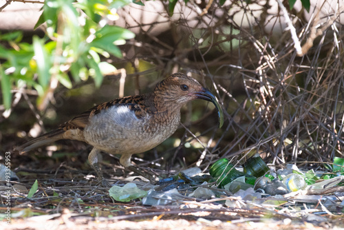 Canvas spotted bowerbird decorating its bower with green pieces of glass in outback Australia