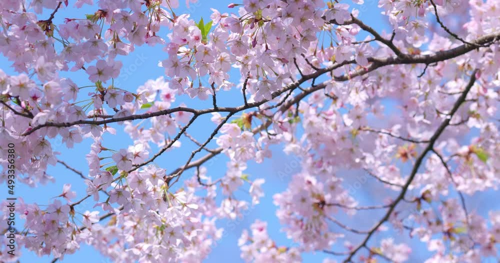 Blooming blossoms of sakura cherry tree in sunlight against blue sky, springtime. Blooming blossoms of sakura cherry tree in sunlight against blue sky, springtime.