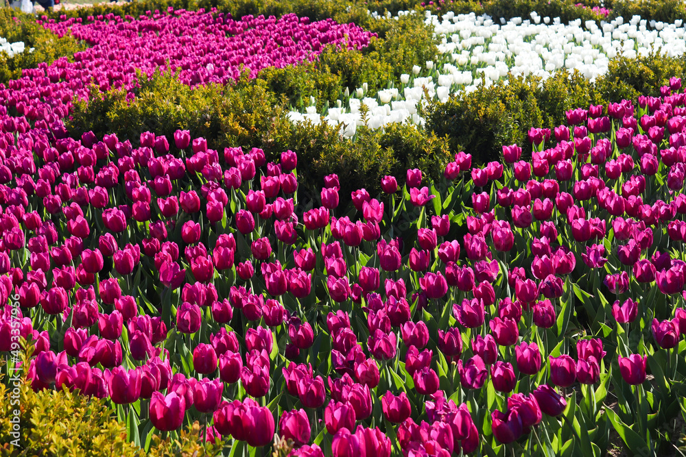 Tulips field in Ukraine with vidvid beautiful flowers. Springtime, beauty in nature. Floral background. Selective focus